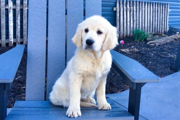 Image of Tammie, a Golden Retriever puppy