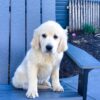Image of Tammie, a Golden Retriever puppy