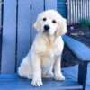 Image of Tammie, a Golden Retriever puppy