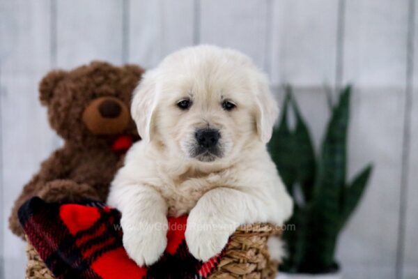 Image of Theo, a Golden Retriever puppy