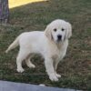 Image of Tulip, a Golden Retriever puppy