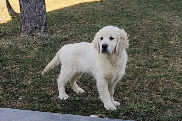 Image of Tulip, a Golden Retriever puppy