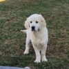 Image of Tulip, a Golden Retriever puppy