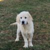 Image of Tulip, a Golden Retriever puppy