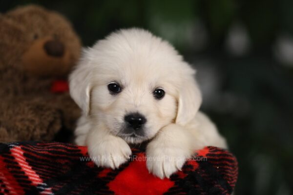 Image of Willow (trained), a Golden Retriever puppy