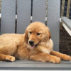 Image of Maddie, a Golden Retriever puppy
