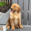 Image of Maddie, a Golden Retriever puppy