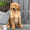 Image of Maddie, a Golden Retriever puppy