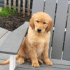 Image of Maddie, a Golden Retriever puppy
