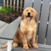Image of Maddie, a Golden Retriever puppy