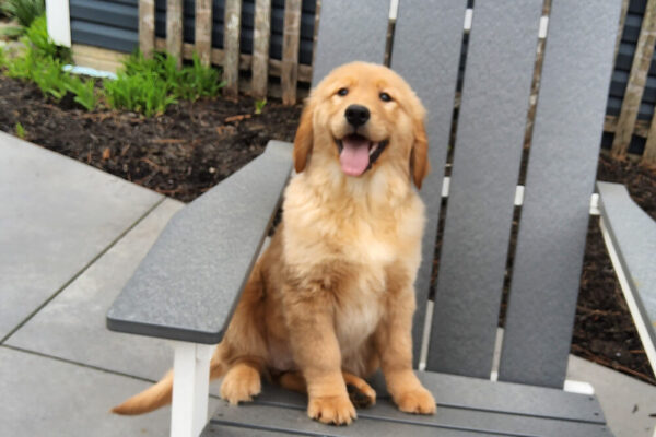 Image of Maddie, a Golden Retriever puppy