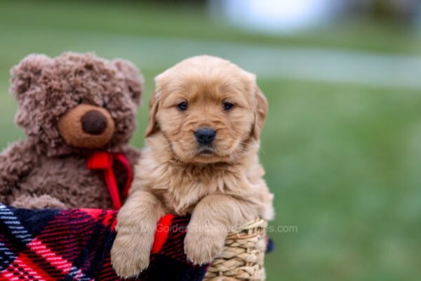 Image of Amber, a Golden Retriever puppy