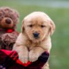Image of Andre, a Golden Retriever puppy