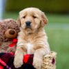 Image of Arthur, a Golden Retriever puppy