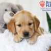 Image of Bailey, a Golden Retriever puppy
