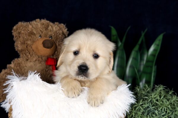 Image of Barney, a Golden Retriever puppy