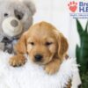Image of Baxter, a Golden Retriever puppy