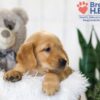 Image of Baxter, a Golden Retriever puppy