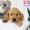 Image of Baxter, a Golden Retriever puppy