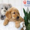Image of Baxter, a Golden Retriever puppy
