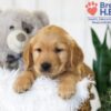 Image of Baxter, a Golden Retriever puppy
