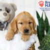 Image of Baxter, a Golden Retriever puppy