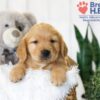 Image of Baxter, a Golden Retriever puppy