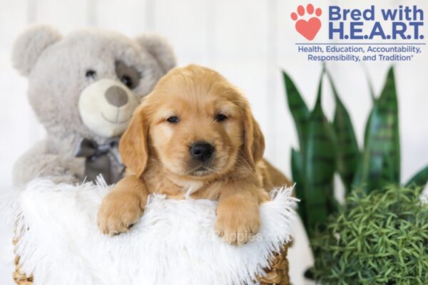 Image of Baxter, a Golden Retriever puppy