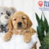 Image of Baxter, a Golden Retriever puppy