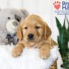 Image of Baxter, a Golden Retriever puppy