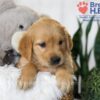 Image of Blake, a Golden Retriever puppy