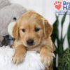 Image of Blake, a Golden Retriever puppy