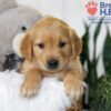 Image of Blake, a Golden Retriever puppy