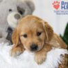 Image of Blake, a Golden Retriever puppy
