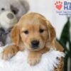 Image of Blake, a Golden Retriever puppy