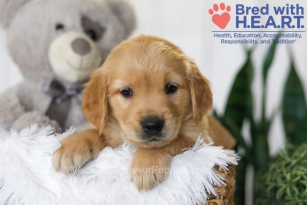 Image of Blake, a Golden Retriever puppy