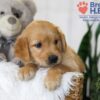 Image of Blake, a Golden Retriever puppy