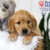 Image of Blake, a Golden Retriever puppy