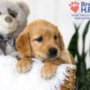 Image of Blake, a Golden Retriever puppy