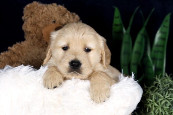 Image of Blaze, a Golden Retriever puppy