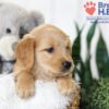 Image of Brooklyn (trained), a Golden Retriever puppy