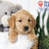 Image of Brooklyn (trained), a Golden Retriever puppy