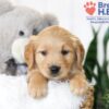 Image of Brooklyn (trained), a Golden Retriever puppy