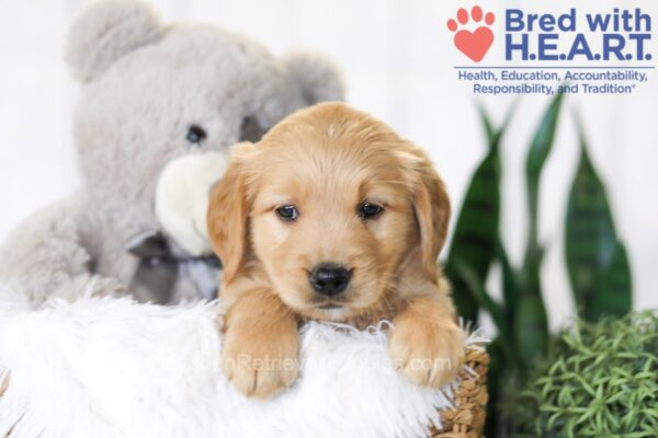 Image of Brooklyn (trained), a Golden Retriever puppy