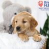Image of Brooklyn (trained), a Golden Retriever puppy