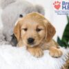 Image of Brooklyn (trained), a Golden Retriever puppy