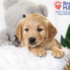 Image of Brooklyn (trained), a Golden Retriever puppy