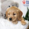 Image of Brooklyn (trained), a Golden Retriever puppy