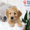 Image of Brooklyn (trained), a Golden Retriever puppy