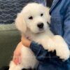 Image of Cadence, a Golden Retriever puppy